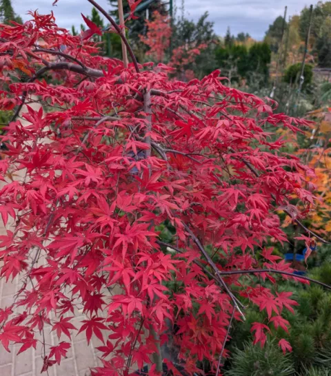 Acer palm. 'Cascade Ruby'