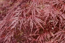 Acer palm. 'Dissectum Nigrum'