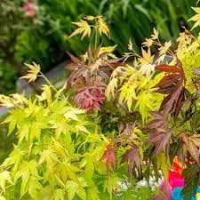 Acer palm. 'Festival'