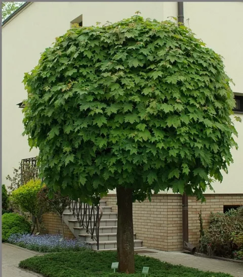 Acer plat. 'Globosum'
