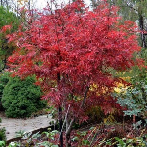 Acer palm. 'Linearilobum' 