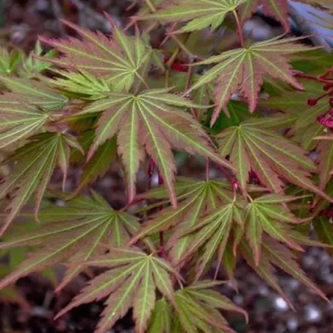 Acer palm. 'Nicholsonii'