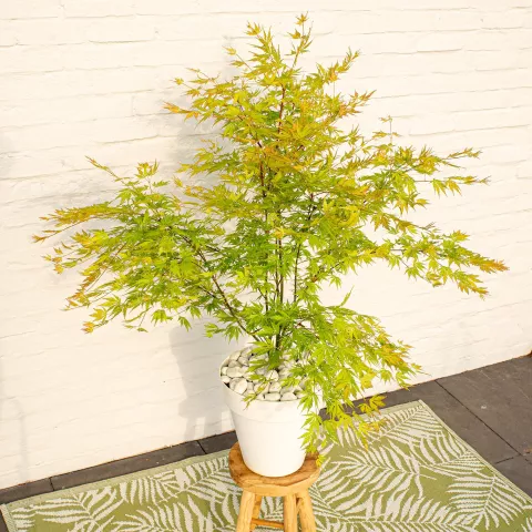 Acer palm. 'Orange Lace'