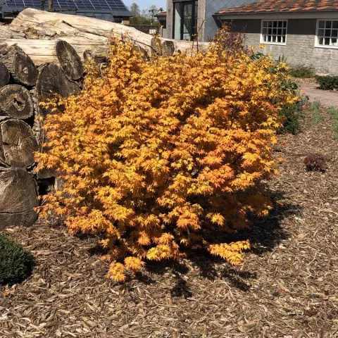 Acer palm. 'Orange Lace'