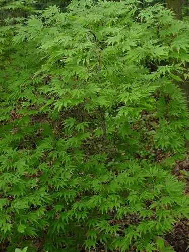 Acer palm. 'Omura-yama'