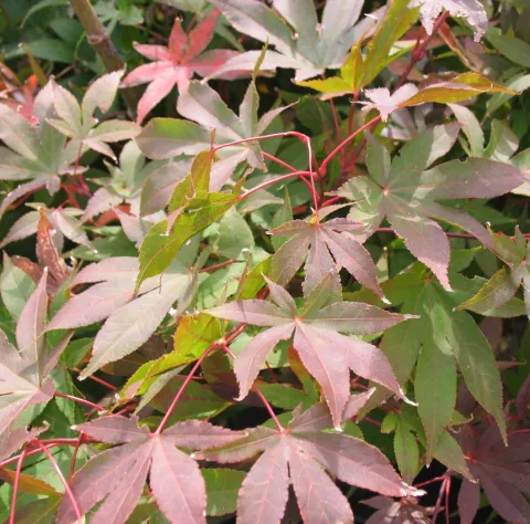 Acer palm. 'Osakazuki'