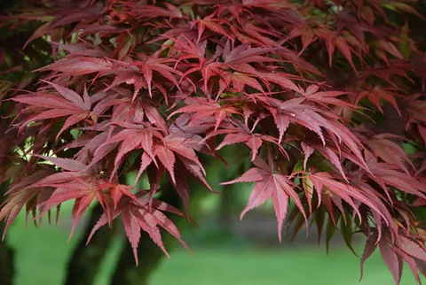 Acer palm. 'Pixie'
