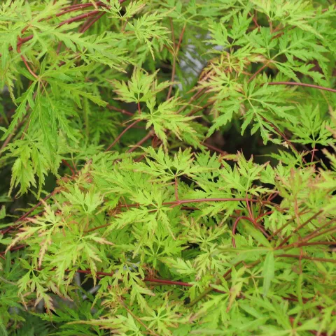 Acer palm. 'Seiryu'