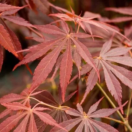 Acer palm. 'Sumi-Nagashi'