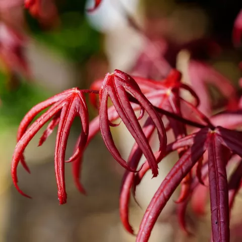 Acer palm. 'Starfish'