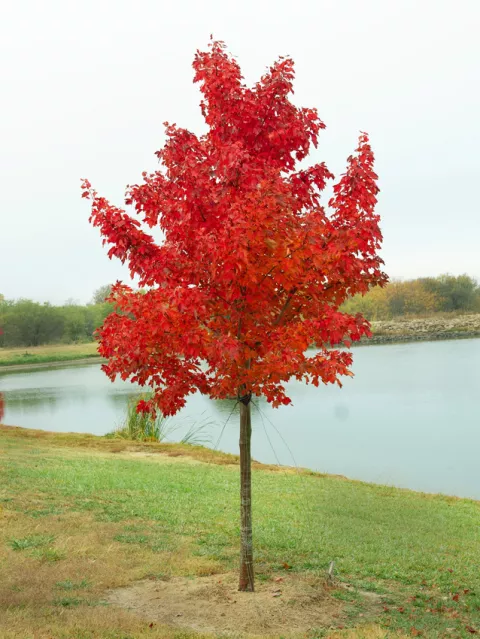 Acer rubrum 'Brandywine'