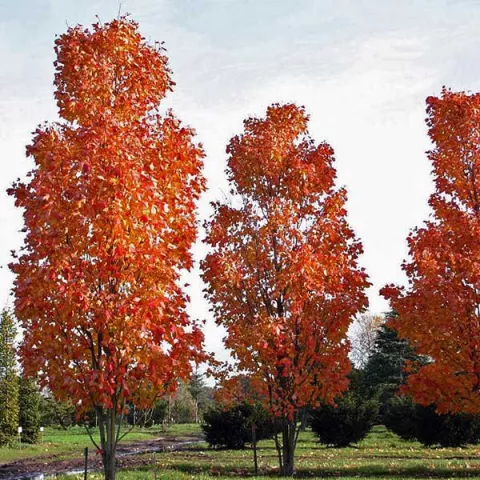 Acer rubrum 'Scanlon'