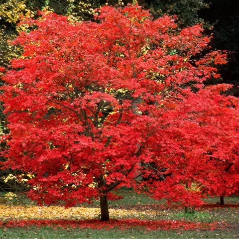 Acer rubrum 'Sun Valley'