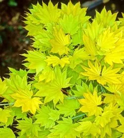 Acer shirasaw. 'Aureum'