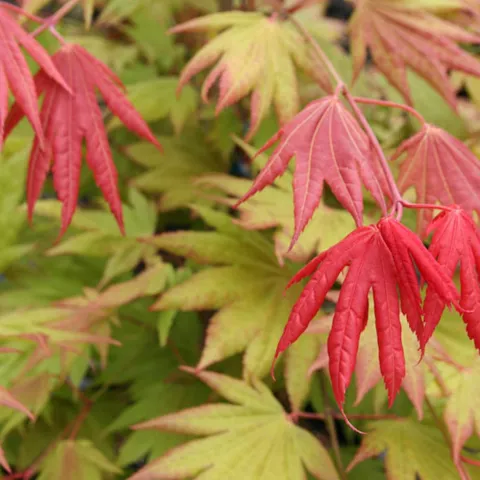 Acer shirasaw. 'Moonrise'