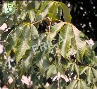 Aesculus pavia 'Discolor'