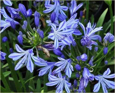 Agapanthus 'Charlotte'