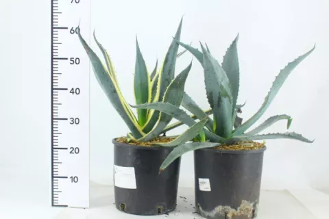 Agave americana 'Variegata'