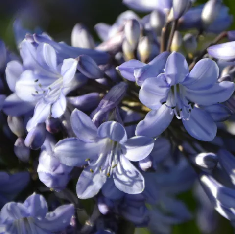 Agapanthus 'Blue Curaçao'