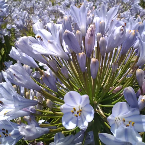 Agapanthus 'Blue Flare'