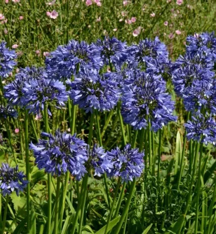 Agapanthus BLAUW