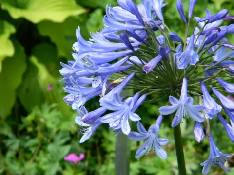 Agapanthus 'Dr Brouwer'