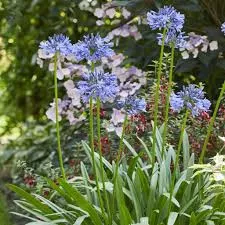 Agapanthus 'Eydori Blue'