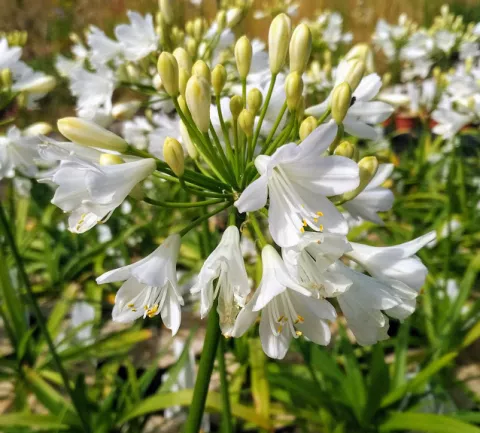 Agapanthus 'Elegance White'