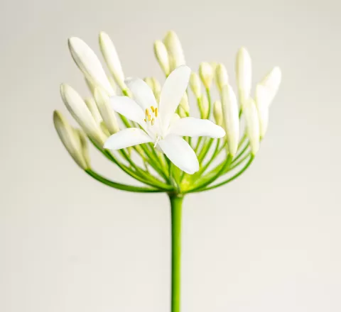 Agapanthus 'Eydori White'