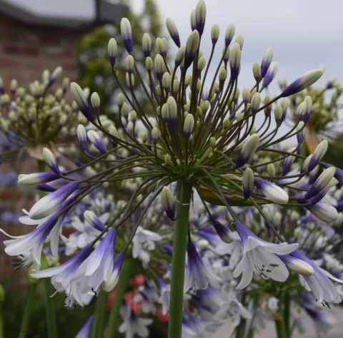 Agapanthus 'Fireworks'