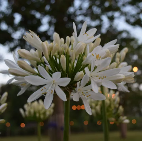 Agapanthus 'Lady Lauren'