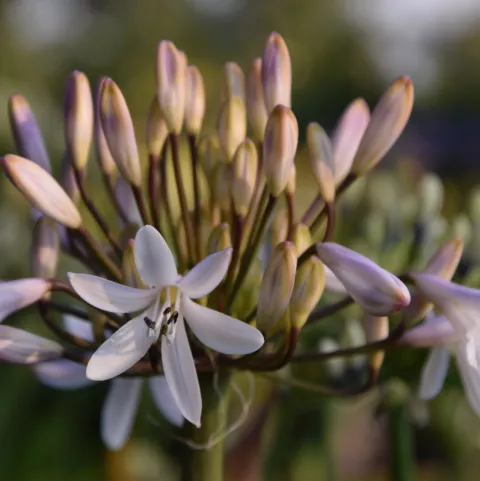Agapanthus 'Margarita'