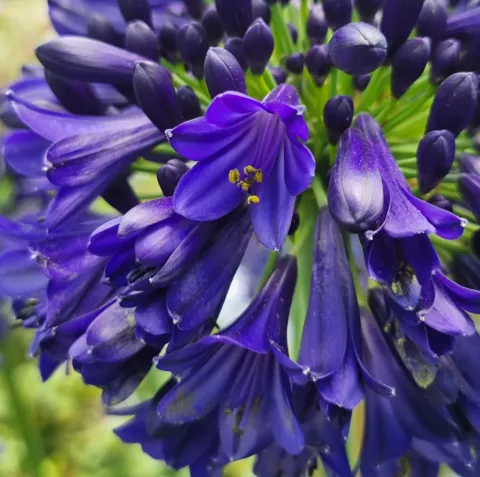 Agapanthus 'Midnight Sky'