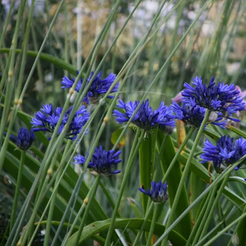 Agapanthus 'Navy Blue'