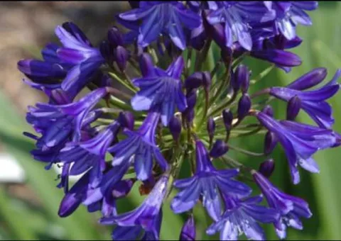 Agapanthus 'Northern Star'®
