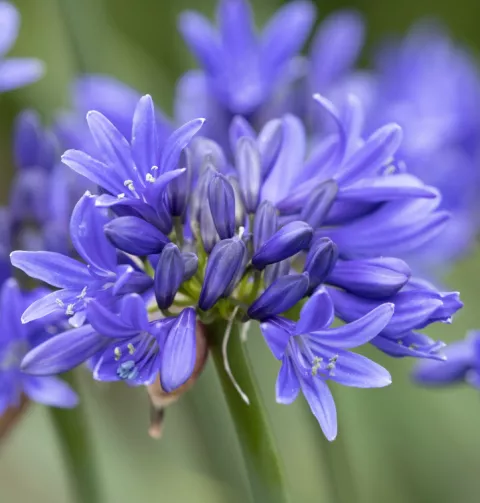 Agapanthus 'Pino'