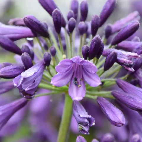 Agapanthus 'Poppin Purple'