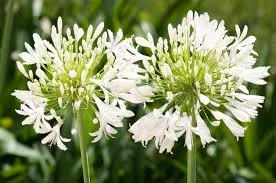 Agapanthus 'Pitchoune'® White