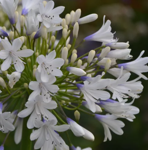 Agapanthus 'Queen Mum'