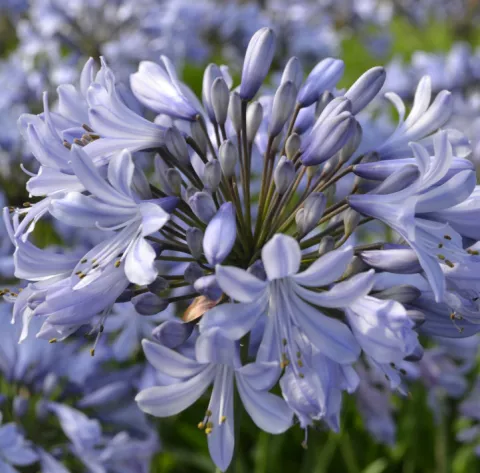 Agapanthus 'Rotterdam'