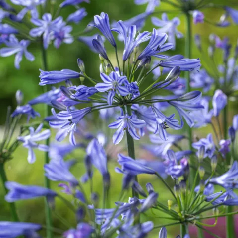 Agapanthus 'Su Casa'