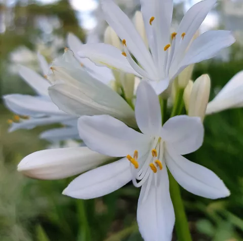 Agapanthus 'Shona'