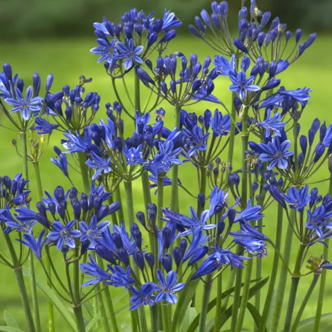 Agapanthus 'Summer Love Blue'