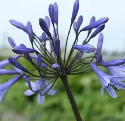 Agapanthus 'Sunfield'