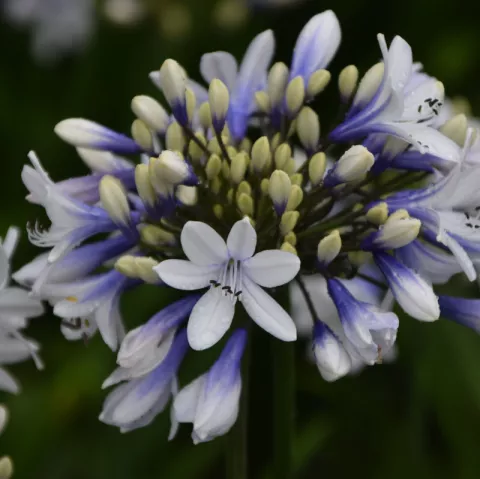 Agapanthus 'Twister'