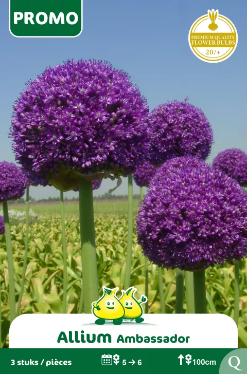 Allium 'Ambassador'