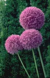 Allium 'Giganteum'