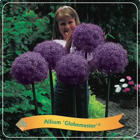 Allium 'Globemaster'®