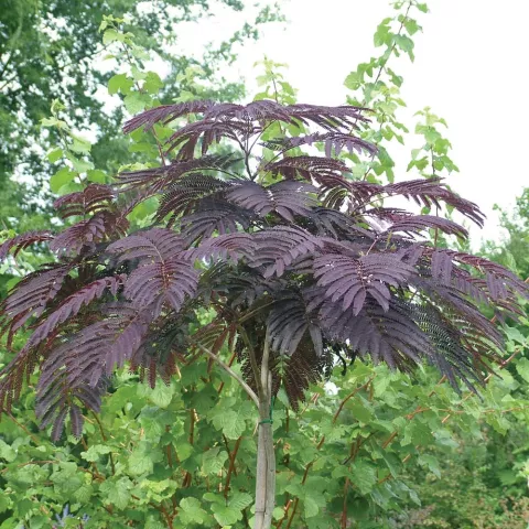 Albizia julibrissin 'Evey's Pride'
