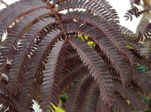 Albizia julibrissin 'Summer Chocolate'